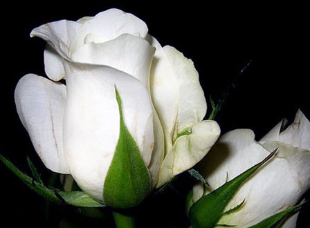 Funeral Services Newcastle, Funeral Directors Kenton, Funeral Services Gosforth, Funeral Directors Kingston Park, Funeral Services Great Park, Funeral Directors Benton, Funeral Services Jesmond, Funeral Directors Blakelaw, Funeral Services North Tyneside, Funeral Directors Northumberland, Funeral Services Gateshead Funeral directors and funeral services in Newcastle, Kenton, Gosforth, Kingston Park, Great Park, Benton, Jesmond, Blakelaw, North Tyneside, Northumberland and Gateshead. Funeral advice on cremations, burials, home or venue services, coffins and flower arrangements.